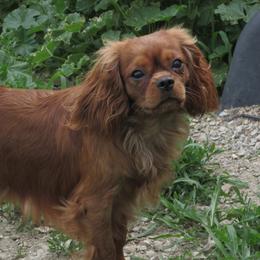 Goober - Cavalier King Charles Spaniel