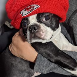 Boston Terrier Puppies from Boston's Boston Terriers AKC