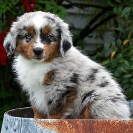 Ozzie - Blue merle male Miniature American Shepherd puppy in Kalama, Washington from Lone Pine Miniature American Shepherds