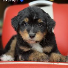 Tucker - Black phantom male Aussiedoodle puppy in Lancaster, Minnesota from Finney Ranch