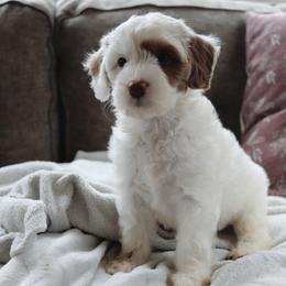 Goldendoodle Puppies from Cedarcrest Goldendoodles