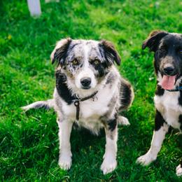 Australian Shepherd and Miniature Australian Shepherd Puppies from Cara Harker