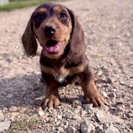 Reese - Chocolate and tan male Dachshund puppy in Conway, Missouri from Ozark Mountain Kennel