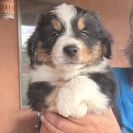 Girl 1 - Black tri female Miniature Australian Shepherd puppy in Pueblo West, Colorado from Kamar’s Mini American Shepherds