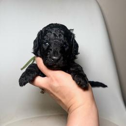 Luigi - Green Band - Black male Poodle puppy in Plainfield, New Jersey from Caris Paws Poodles and Labradoodles