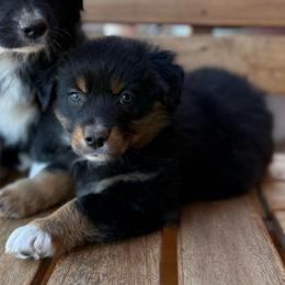 Crimp - Black tri-color female Australian Shepherd puppy in Wichita Falls, Texas from Spotted Mule Aussies