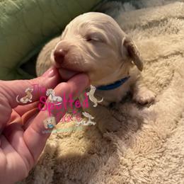 Blue collar - Cream male Dachshund puppy in Mt. Vernon, Texas from The Spotted Doxie