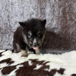 Squash - Black tan and white male Siberian Husky puppy in Folsom, Louisiana from Geaux Fluffy