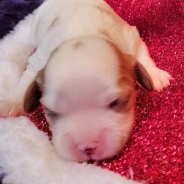Merry - Blenheim female Cavalier King Charles Spaniel puppy in Franklin, North Carolina from Cavaliers of the County Macon