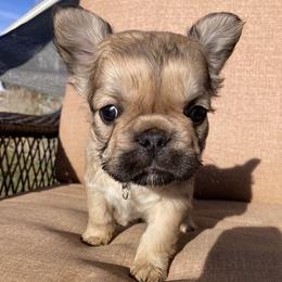Linda - Fawn female French Bulldog puppy in Grand Junction, Colorado from Elisabeth's Frenchies