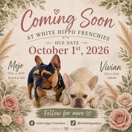 French Bulldog puppies from White Hippo Frenchies