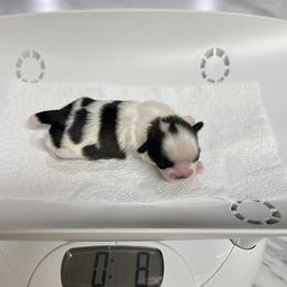 Shih Tzu Puppies from Willow Lane Shih Tzus