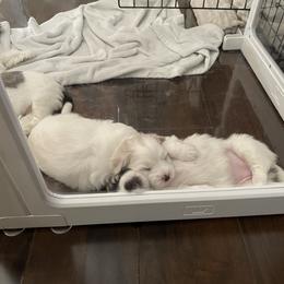 Coton de Tulear Puppies from Polar Pup Cotons