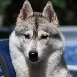 Siberian Husky puppies from Saturn's Siberians
