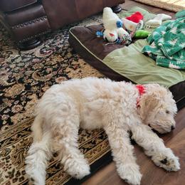 Bernedoodle Puppies from Doting Doodles