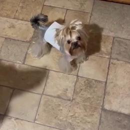 Lil Dickie - Blue and gold male Yorkshire Terrier puppy in Kendallville, Indiana from Yorkies Kisses
