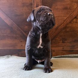 9m - Black male Cane Corso puppy in Stuart, Iowa from Cowan Farms