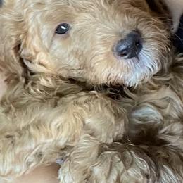 Goldendoodle Puppies from The Doodle grove