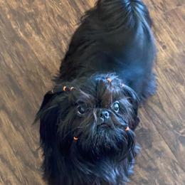 Summer - Shih Tzu