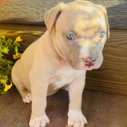 Girl 2 - Blue fawn female American Pit Bull Terrier puppy in Tenino, Washington from West Winds American Pit Bull Terriers