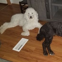Poodles from Smart’s Standard Poodles