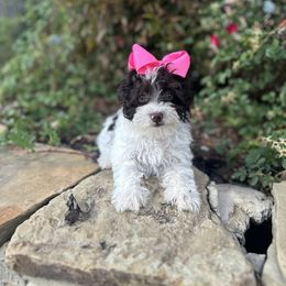 Oreo - Parti female Schnoodle puppy in Quitman, Texas from Wright Doodles