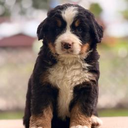 Bella - Tri-color female Bernese Mountain Dog puppy in New Haven, Indiana from Maumee Berners