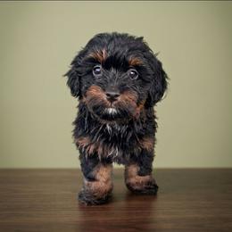Ralphy - Black and tan male Companion Cross puppy in Macon, Georgia from Shipoo Lane