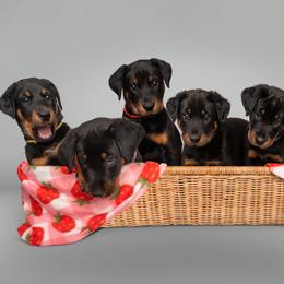 Beauceron Puppies from SilverStruck Kennels