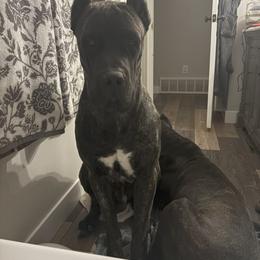Cane Corso All Grown Up from Diamond Ridge Cane Corsos