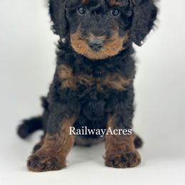 Maggie - Phantom female Goldendoodle puppy in Milford, Indiana from Railway Acres Kennel