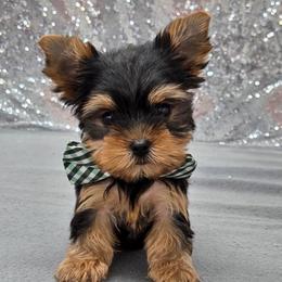 Binx - Black and tan male Yorkshire Terrier puppy in Monticello, Iowa from Ashley’s Puppies