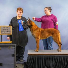 Gouda - Belgian Malinois
