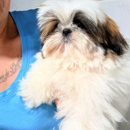 Jiffy - Red and white male Shih Tzu puppy in Morrisville, Missouri from Sweetbriar Shih Tzu