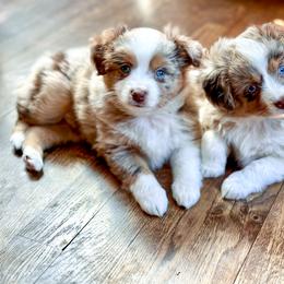 Toy Australian Shepherd Puppies from Tater Tails Toy Aussies