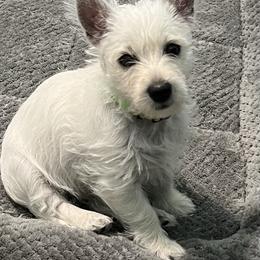 West Highland White Terriers from Westie Lovers