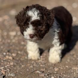Boy 3 - Brown male Corgipoo puppy in Junction, Utah from Sugar Doodles