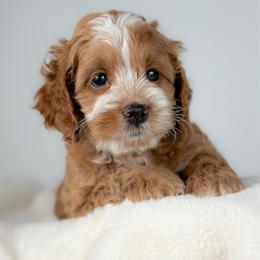 Huck - Red and white male Cockapoo puppy in Pledger, Texas from Sugarbear Cockapoos