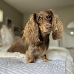 READ DESCRIPTION, Penny - Chocolate and tan female Dachshund puppy in Summerfield, Florida from Dachshundly Perfect