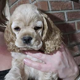 Kiwi - Buff male Cocker Spaniel puppy in Port Washington, New York from Belive in Dreams Cockers