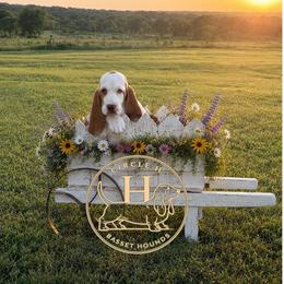 Strawberries and Cream - Red and white female Basset Hound puppy in Konawa, Oklahoma from Circle H Basset Hounds