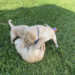 Labrador Retriever Puppies from Daisy Hill Farm
