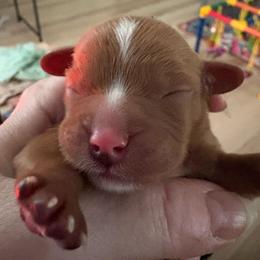 Red ruby - Ruby male Cavalier King Charles Spaniel puppy in Melbourne, Florida from Majestic Cavaliers of Melbourne FL
