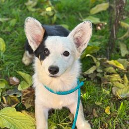 Betty boop - Black and tan female Pembroke Welsh Corgi puppy in San Diego ,Ca, California from SoCal Native Corgis