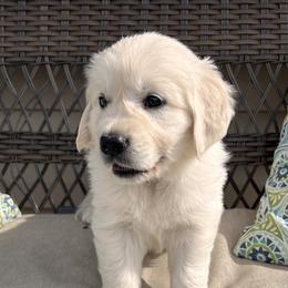 Golden Retriever Puppies from Golden’s of Remington Fields