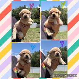 Light Blue Collar Female - Yellow female Labrador Retriever puppy in Kissimmee, Florida from SunState Labs