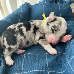 Smoky - White and blue merle male Bordoodle puppy in Valley Center, California from Circle R Valley Bordoodls