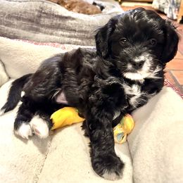 Aussiedoodle Puppies from Paisleys Doodles AK