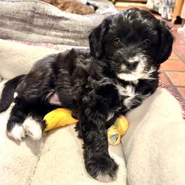 Aussiedoodle Puppies from Paisleys Doodles AK