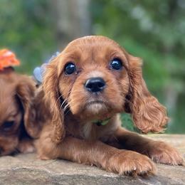 Ruby - Ruby female Cavalier King Charles Spaniel puppy in Crawford, Tennessee from Lilly Lane Spaniels